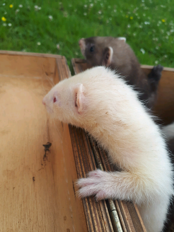 8 week old ferret